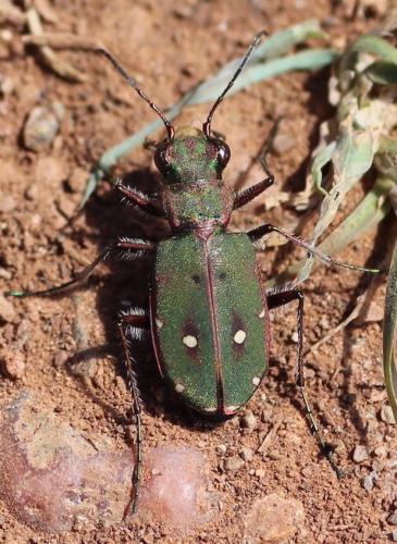 Cicindela maroccana